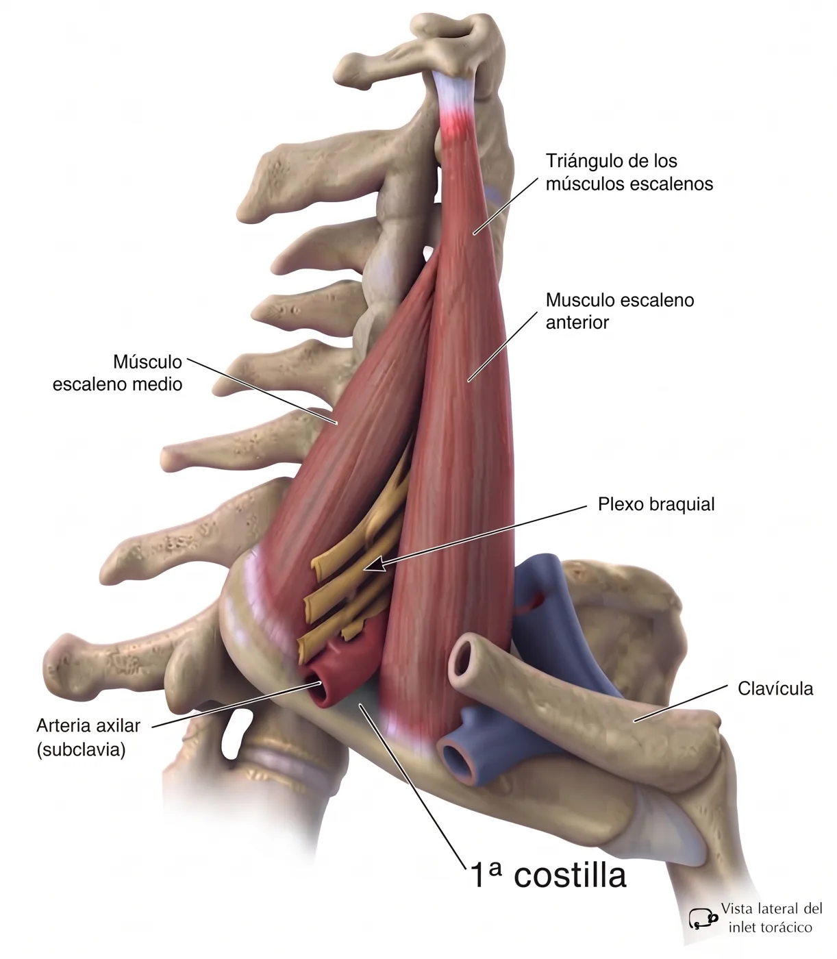 Vista lateral del opérculo torácico: primera costilla con los escalenos anterior y medio insertados en ella, el plexo braquial y la arteria subclavia entre ambos, y la vena subclavia por delante bajo la clavícula
